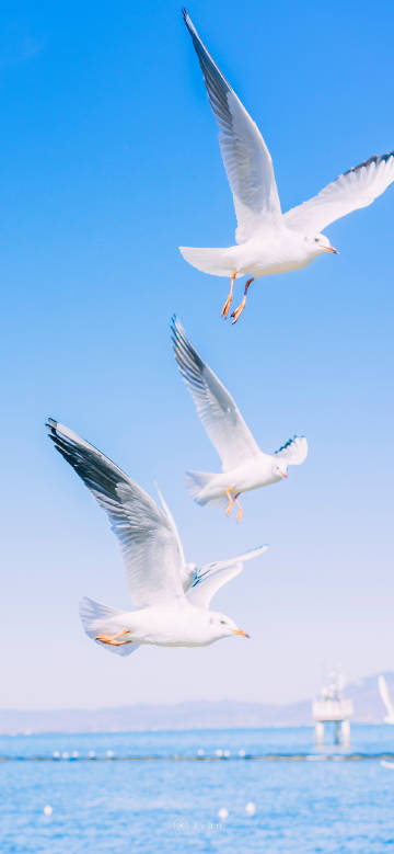 Three Flying White Gulls Against Clear Blue Sky Wallpaper