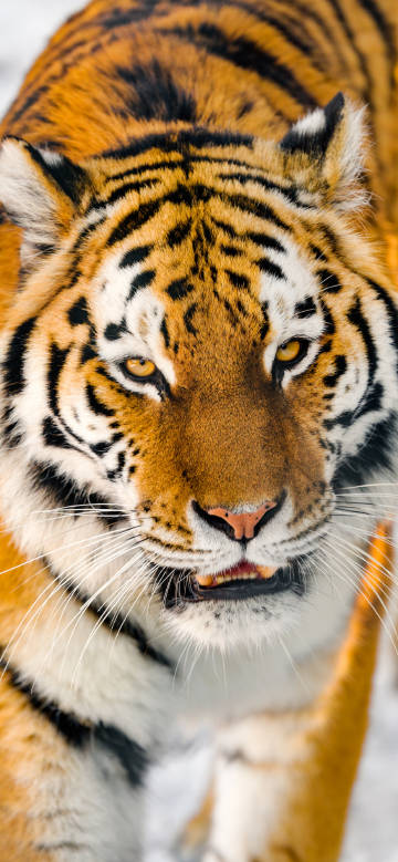 Tiger's Dominance walking in the snow phone wallpaper