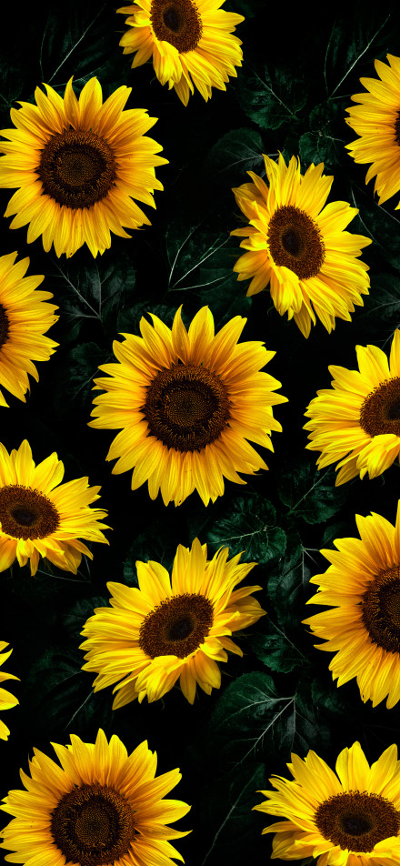 Sunflower glow on a black background phone wallpaper
