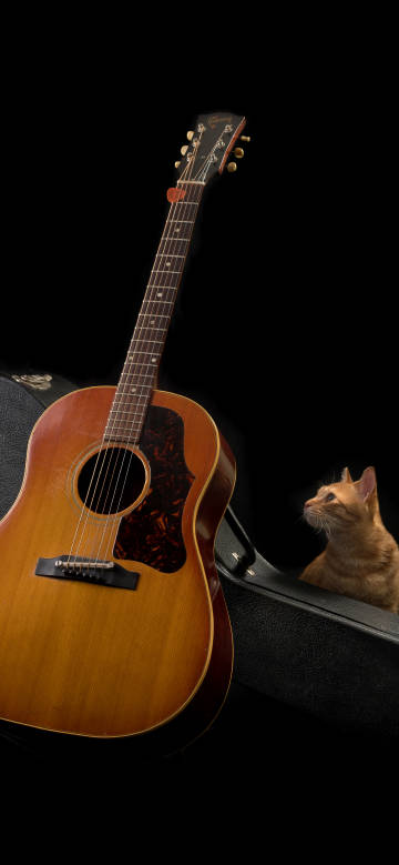 Guitar and cat against black background phone wallpaper