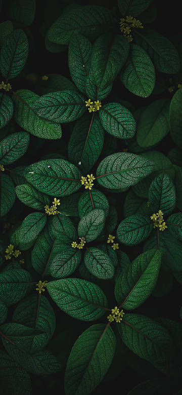 Close up of texture on dark green leaf phone wallpaper