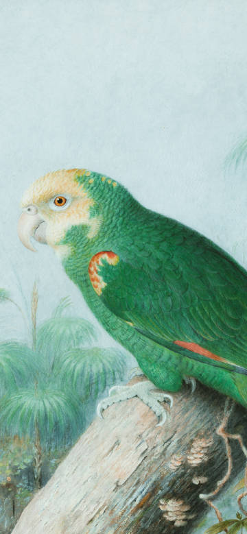 Green Parrot on a Tree Branch in Rainforest 4K Illustration Wallpaper