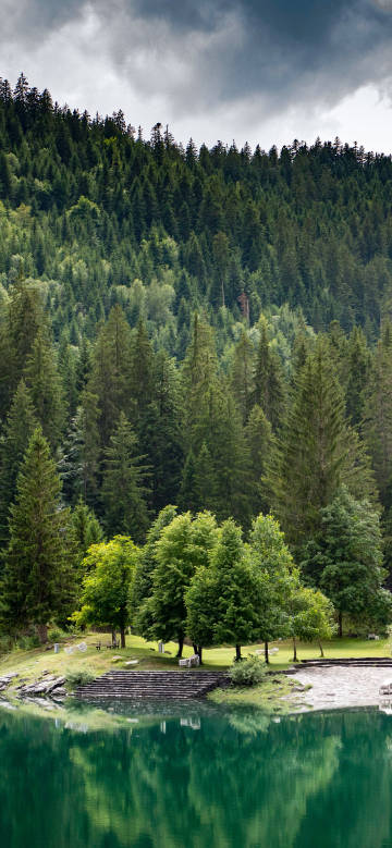 Lake surrounded by forest phone wallpaper