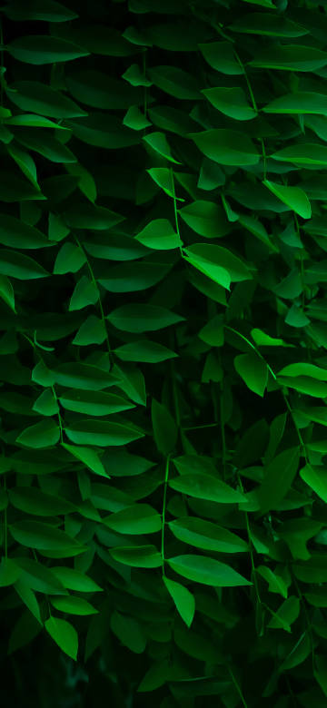 Lush Wall Of Dark Green Leaves Wallpaper 4K