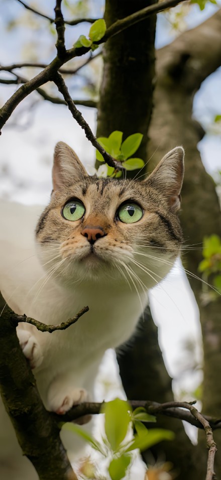 A Cat in the Forest with Depth Effect 4K Wallpaper