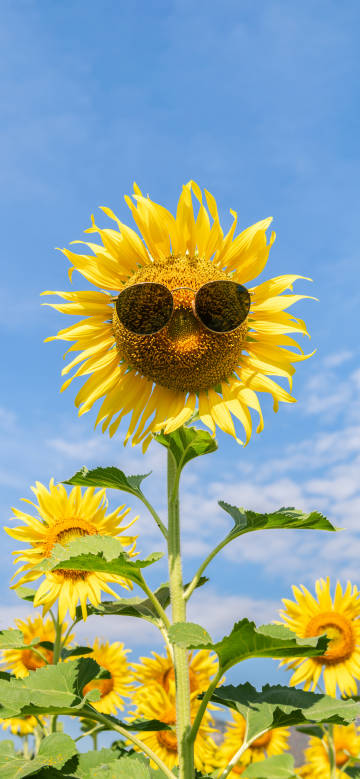 A sunflower wearing sunglasses phone wallpaper