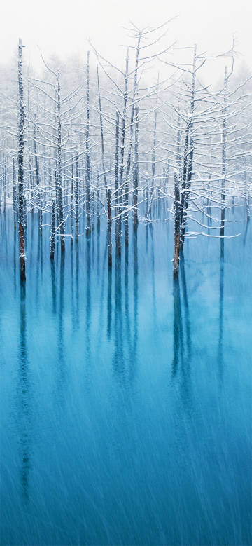 Blue lake and snow-covered dead trees phone wallpaper
