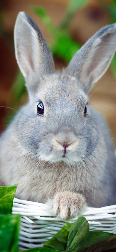 Fluffy Rabbit in White Basket 4K Phone Wallpaper