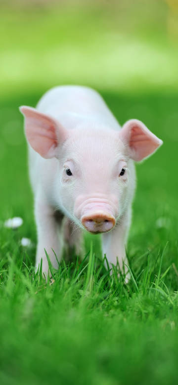 Cute Pink Piglet Standing On Green Grass 4K Phone Wallpaper