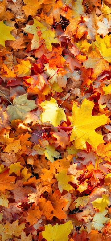 Maple Leaves Falling on the Ground 4K Phone Wallpaper