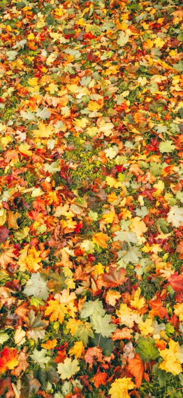A Pile of Maple Leaves Scattered on The Ground 9K Wallpaper