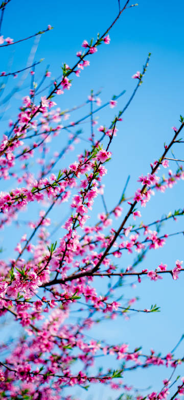 Natural scenery mobile wallpaper, blue sky, cherry blossoms, blooming