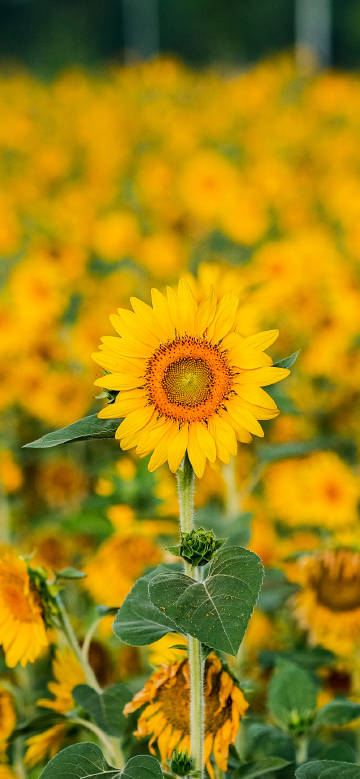 Beauty of blooming sunflowers phone wallpaper