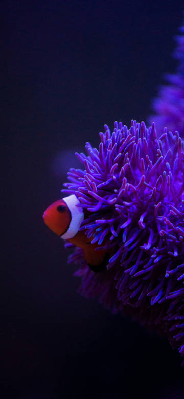 Clownfish hiding in a purple anemone phone wallpaper